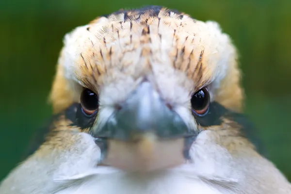 Smích kookaburra (Dacelo novaeguineae) — Stock fotografie