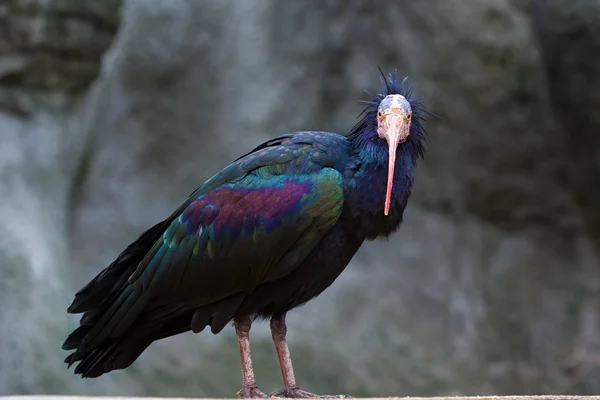 Northern Bald Ibis (Geronticus eremita) — Stock Photo, Image