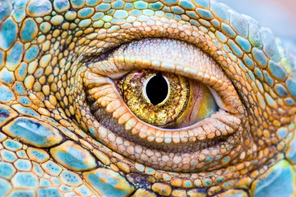 Drakens öga — Stockfoto