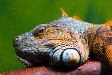 iguana bir dal üzerinde rahatlatıcı
