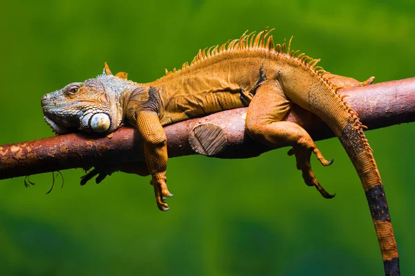 iguana bir dal üzerinde rahatlatıcı