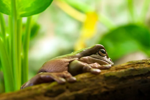 Австралійська зелена деревна жаба — стокове фото