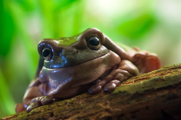 Australiska gröna träd groda — Stockfoto