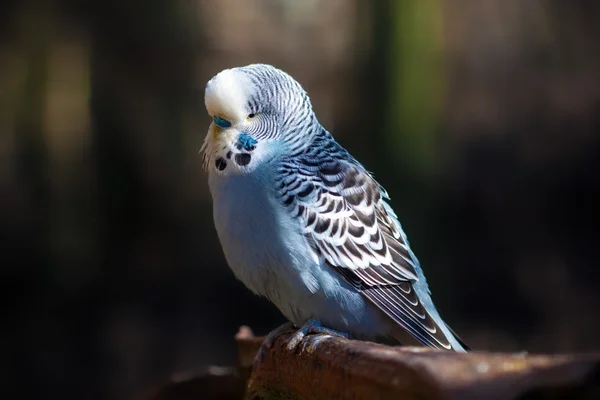 Budgerigar azul — Fotografia de Stock