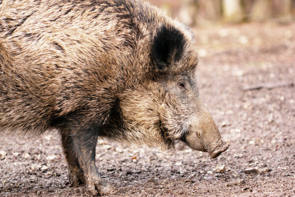 Wild boar (Sus scrofa) close-up