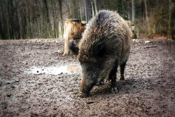 Wildschweine (sus scrofa) aus nächster Nähe — Stockfoto