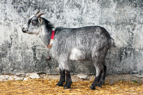 目に見えない若い灰色のヤギ — ストック写真