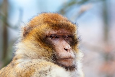 Barbar maymun (Macaca sylvanus)