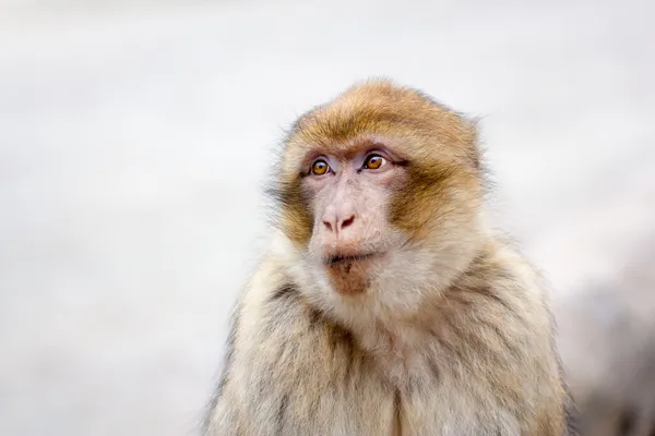 Berberaffe (Macaca sylvanus)) — Stockfoto