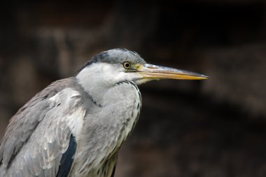 Gri Heron (Ardea cinerea)