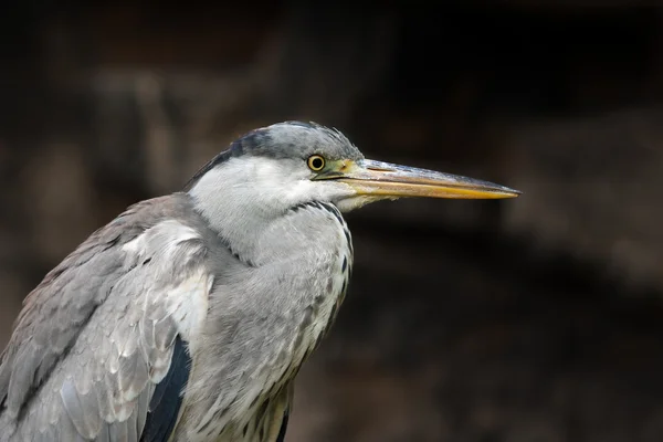 Graureiher (Ardea cinerea)) — Stockfoto