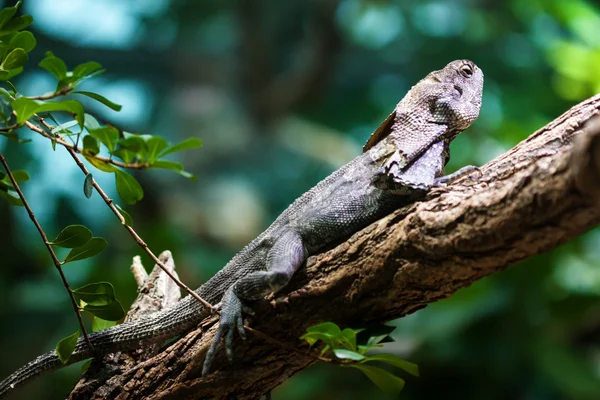 Lagarto de cuello alto (Chlamydosaurus kingii ) —  Fotos de Stock