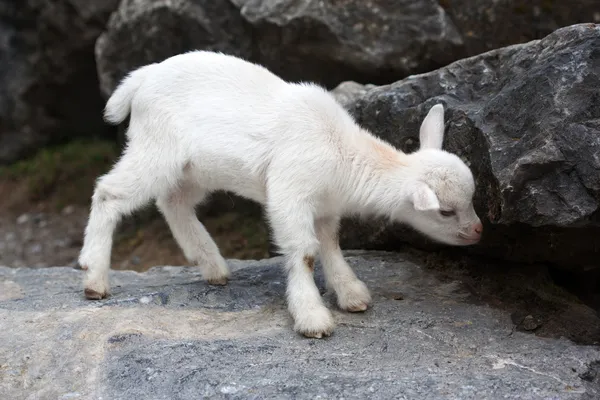 Junge weiße Baby-Ziege — Stockfoto