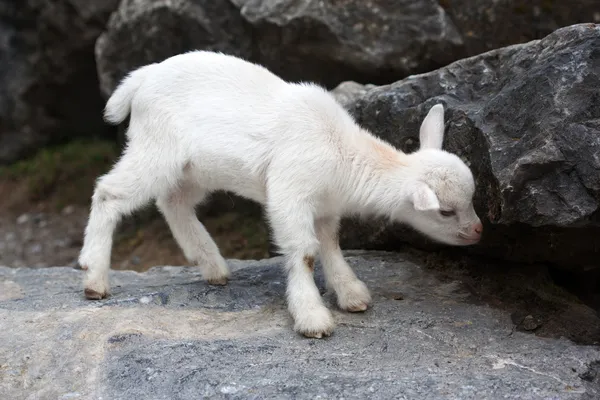 Joven cabrito blanco — Foto de Stock