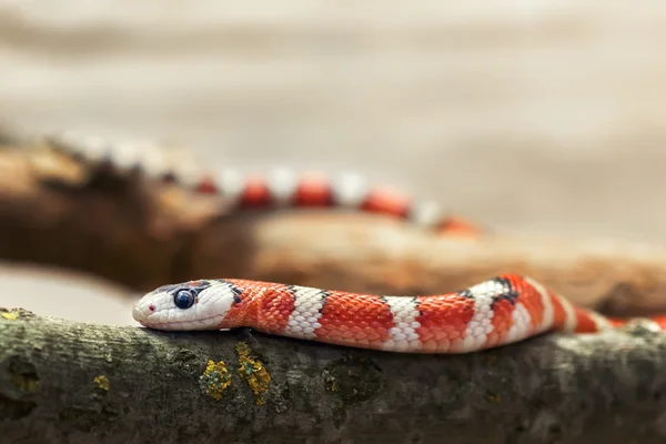 Huachuca'da dağ kingsnake (lampropeltis pyromelana woodini) — Stok fotoğraf