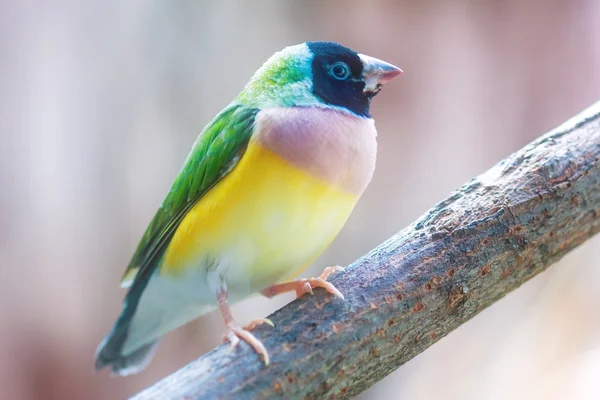 Гульдиан Финч (Erythrura gouldiae) ) — стоковое фото