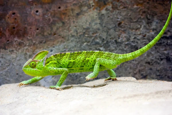 örtülü bukalemun (bayağı calyptratus)