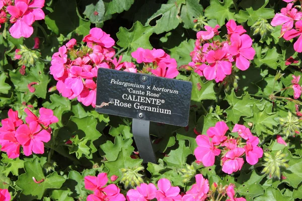 Rosengeranium blomma på chicago botanic garden — Stockfoto