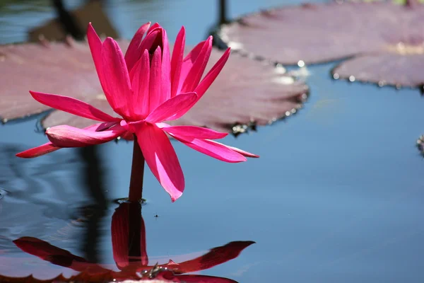 Water Lilies Show Pretty Flowers at Chicago Botanic Garden — Stock Photo, Image