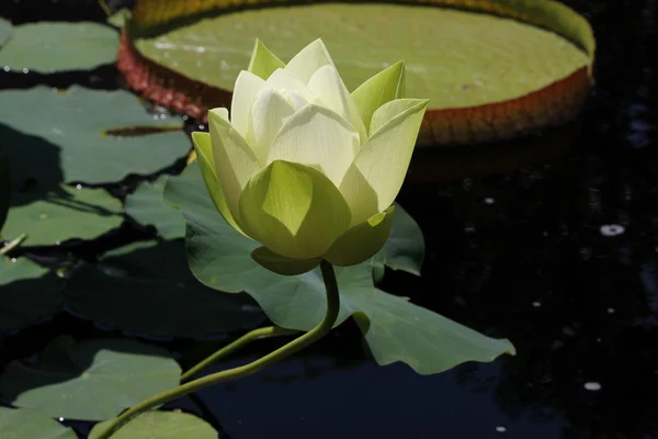 Lilie wodne Pokaż piękne kwiaty w chicago botanic garden — Zdjęcie stockowe