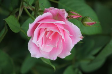 güzel gül gösteren renkli pembe taç yaprakları ve detayları