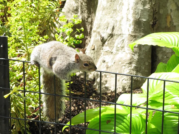 Sadece parkında eğlenirken sincap mutlu ve içerik