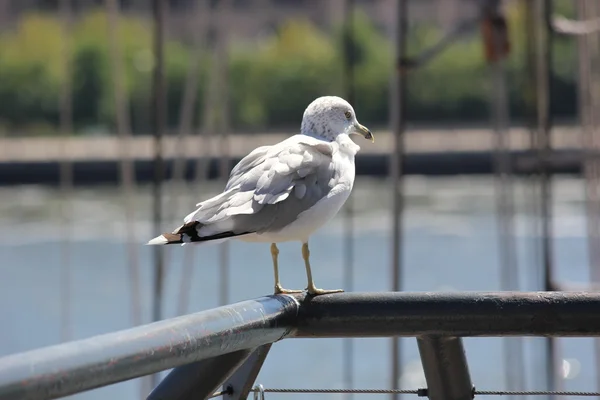 A Seagull Takes a Rest from flight on a lazy summer day — Stock Photo, Image