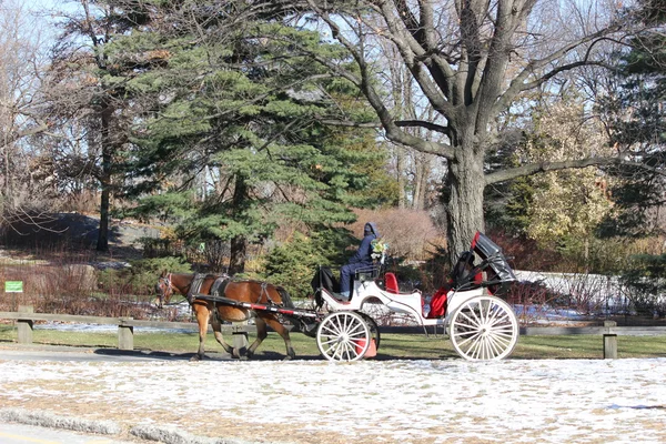 Caballo y transporte En invierno con gente disfrutando de un día de invierno en Central Park, Nueva York — Foto de Stock