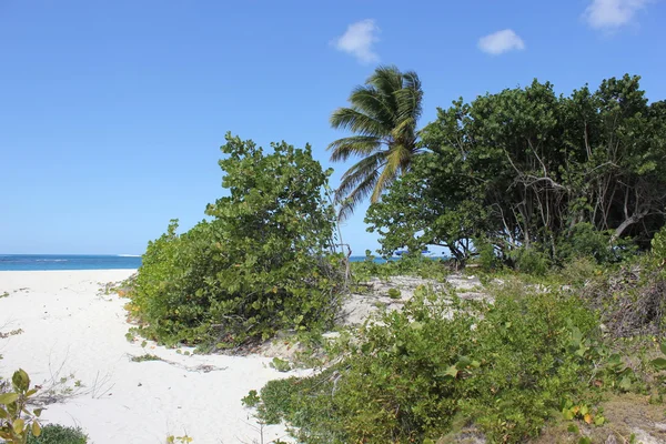 Pláž rostliny rostoucí v bílém písku na pláži shoal bay v zemi anguilla — Stock fotografie