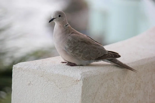 Morning Dove in the Caribbean is content with itself