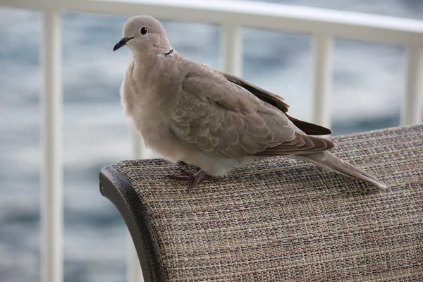Утренний голубь на Карибах доволен собой — стоковое фото