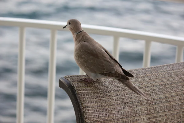 Утренний голубь на Карибах доволен собой — стоковое фото