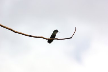 Ne yazık ki bir bulutlu gri gökyüzü Karayipler ayarlamak ağaç dalı humingbird dayanmaktadır