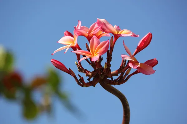 Hermosas flores tropicales que muestran flores completas contra el cielo azul del Caribe — Foto de Stock