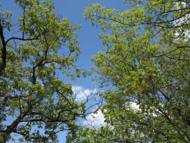 Güzel mavi gökyüzü ve bulut oluşumu aç Rock State Park, Illinois yeni bahar zaman büyüme gösteren ağaçları ile