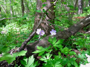 Mine çiçeği Illinois aç Rock State Park, ilkbaharda yaşlı ağacın yanında büyüyen kır çiçekleri gül