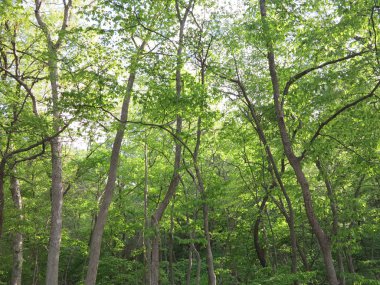 Bahar zaman aç Rock State Park, Utica, Illinois güzel yeşil yaprakları gösterilen ağaçları ile