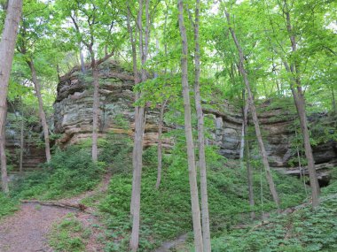 Aç Rock State Park, Illinois güzel bahar zaman ağaç büyüme ile kanyonda kutusu