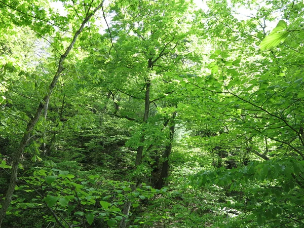 Jarní čas Starved Rock stát Park, Utica, Illinois se stromy vykazující krásné zelené listy — Stock fotografie