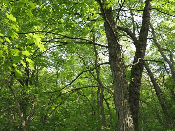 Primavera en el Starved Rock State Park, Utica, Illinois con árboles que muestran hermosas hojas verdes — Foto de Stock