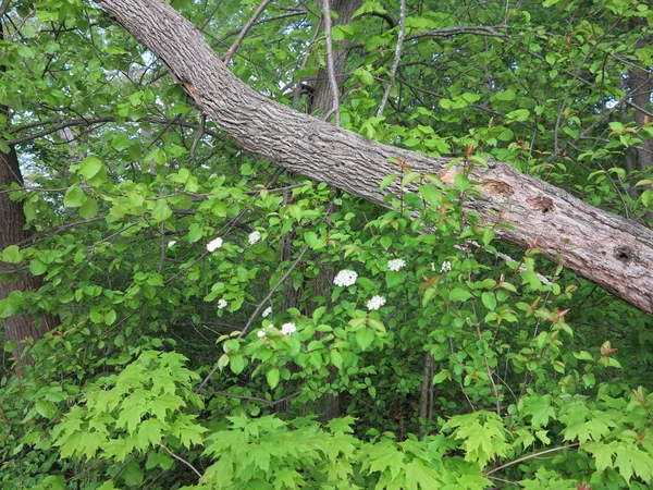 Spring Time al Starved Rock State Park, Utica, Illinois con alberi che mostrano belle foglie verdi — Foto Stock