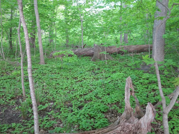 Hora da Primavera no Starved Rock State Park, Utica, Illinois, com árvores mostrando belas folhas verdes — Fotografia de Stock