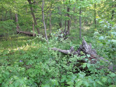 Güneş ışığı güzel yemyeşil yeşil ağaçlar ve orman zeminine aç Rock State Park, Illinois, kediler gölgeler