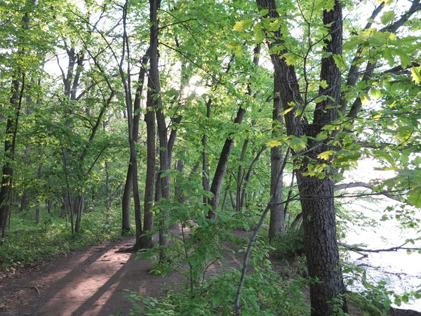 Sluneční světlo krásné stíny přes jarní čas stromy podél řeky stezka Bluff na Starved Rock stát Park, Illinois — Stock fotografie