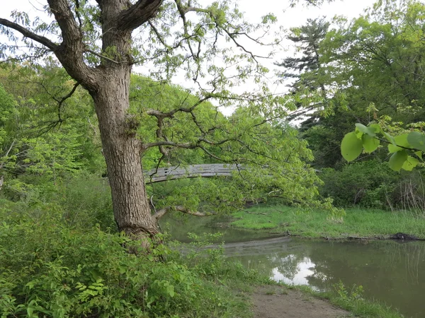 Puente cerca de LaSalle Canyon con nuevo crecimiento de árboles de primavera en Starved Rock State Park, Illinois — Foto de Stock