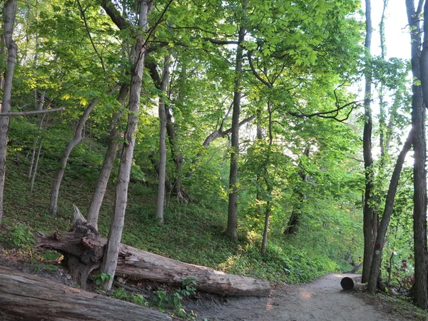 La luz del sol proyecta hermosas sombras a través de árboles primaverales a lo largo del River Bluff Trail en el Starved Rock State Park, Illinois — Foto de Stock