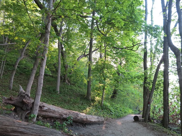 Luce del sole che proietta bellissime ombre attraverso alberi primaverili lungo il River Bluff Trail al Starved Rock State Park, Illinois — Foto Stock