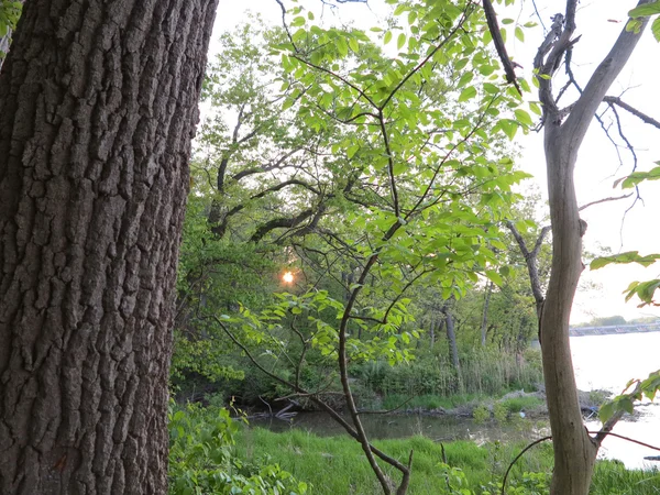 El sol comienza a ponerse a lo largo del Río Bluff Trail en primavera en Starved Rock State Park, Illinois — Foto de Stock