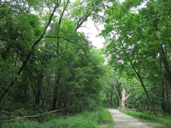 Verano La luz del sol rompiendo a través de los árboles de roble a lo largo del sistema de senderos en el Parque Estatal Chain O Lakes en Illinois — Foto de Stock