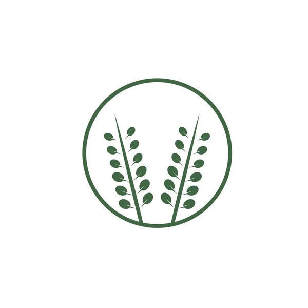 Moringa Leaf Icon Vector Illustration Design Template Web — Stock Vector